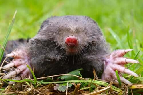 Interesting Facts About Insectivorous Micromammals
