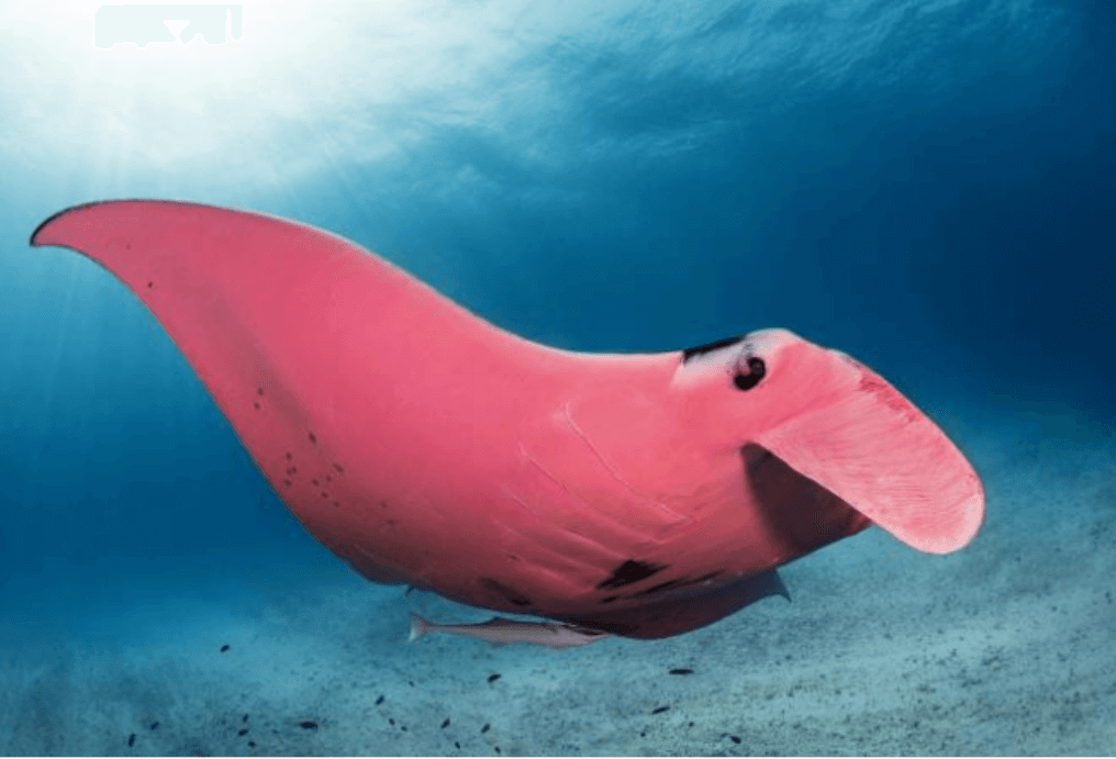 A pink manta ray.