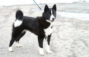 The Karelian Bear Dog: A Finnish National Treasure