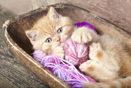 A kitten playing with yarn.