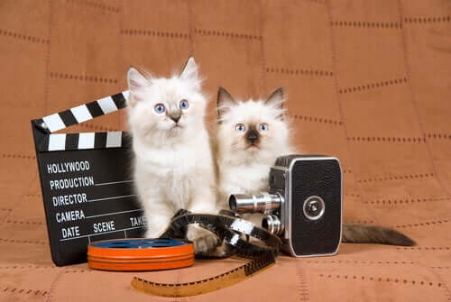 Kittens with filming equipment.