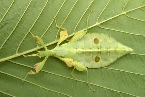 Amazing Insect Camouflage: Skilled in Disguise - My Animals