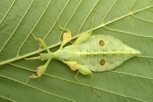 A leaf-like insect camouflaging.
