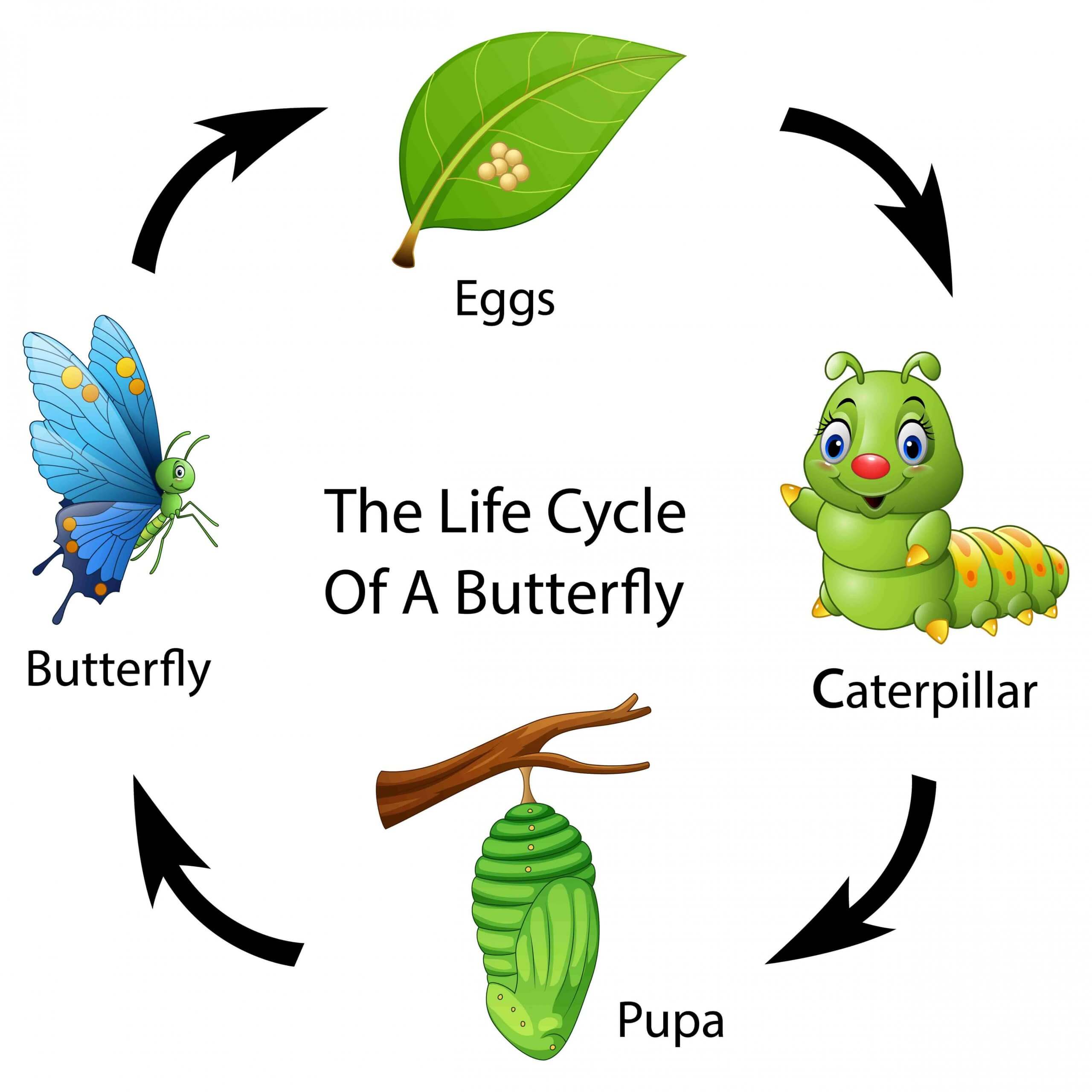 En bild av en fjärils livscykel.