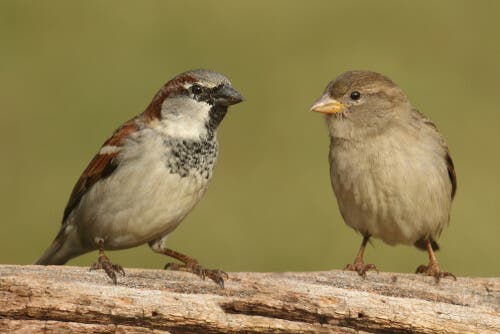 The House Sparrow: Is It Endangered? - My Animals