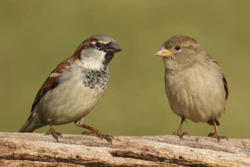 Male and female house sparrows.