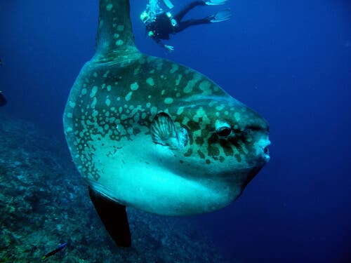 A mola mola in the ocean.