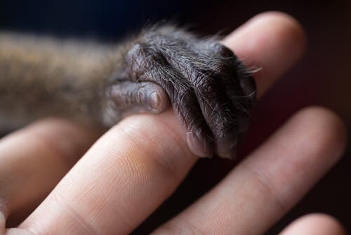 A picture of a monkey hand and human fingers.