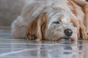 Muscle Spasms in Dogs: What to Do?
