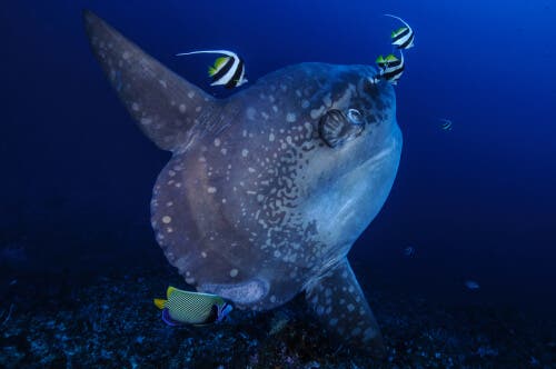 An ocean sunfish swimming with other fish.