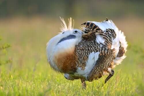 The bustards of Europe.