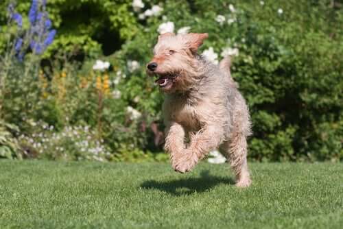 An otterhound playing outdoors.