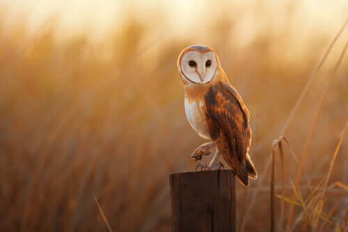 The Common Barn Owl: 2018 Πουλί της Χρονιάς στην Ισπανία