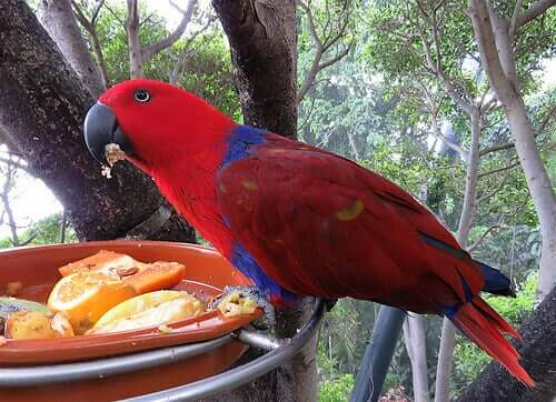 A red parrot eating.
