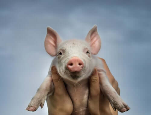 A baby pig.
