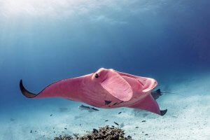 The Pink Manta Ray of the Great Barrier Reef
