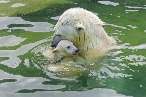 A polar bear carrying its young in the water.