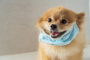 The Battle Between Parasite and Host