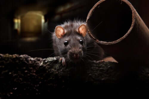 How to prevent rat infestations.