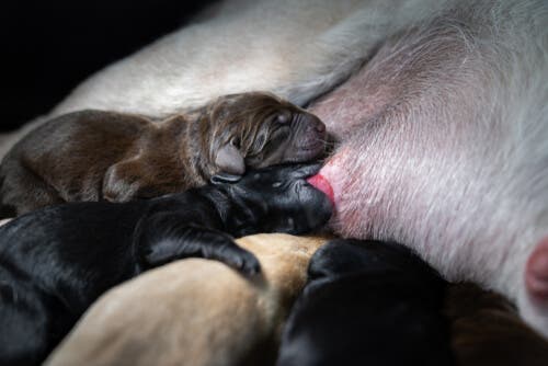 Breastfeeding in dogs can protect newborn puppies.