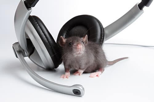 A rat listening to headphones.