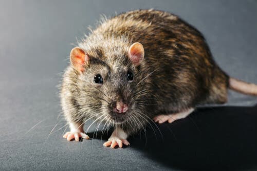 Viruses change animals' behavior, like the affects of the influenza virus in rats.