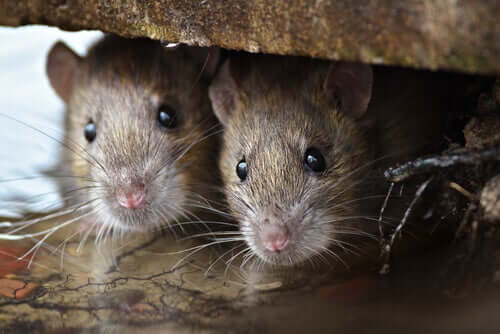 Rats hiding in a house.