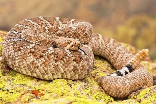 Do Rattlesnakes Use Their Scales to Store Water?