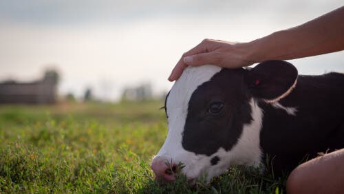 A cow calf sleeping on the ground.