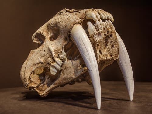 The Saber-Toothed Cat: The Most Fearsome Feline