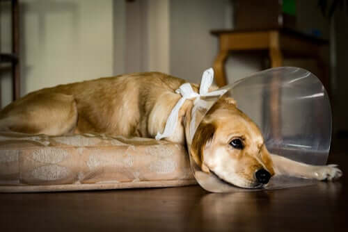 A dog wearing a cone.