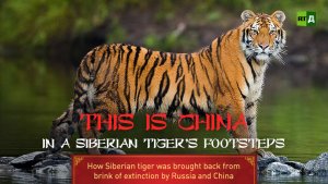 A documentary about the Siberian Tiger.