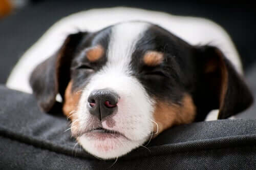 A close-up of a napping dog.