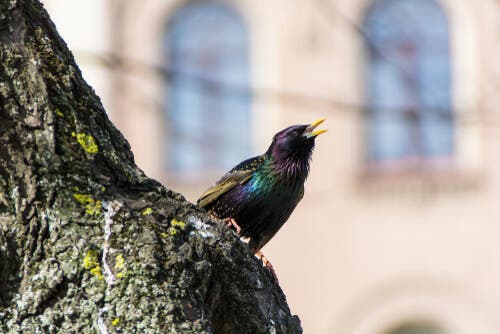 A singing bird on a tree.