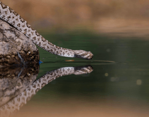 A rattlesnake drinking water.