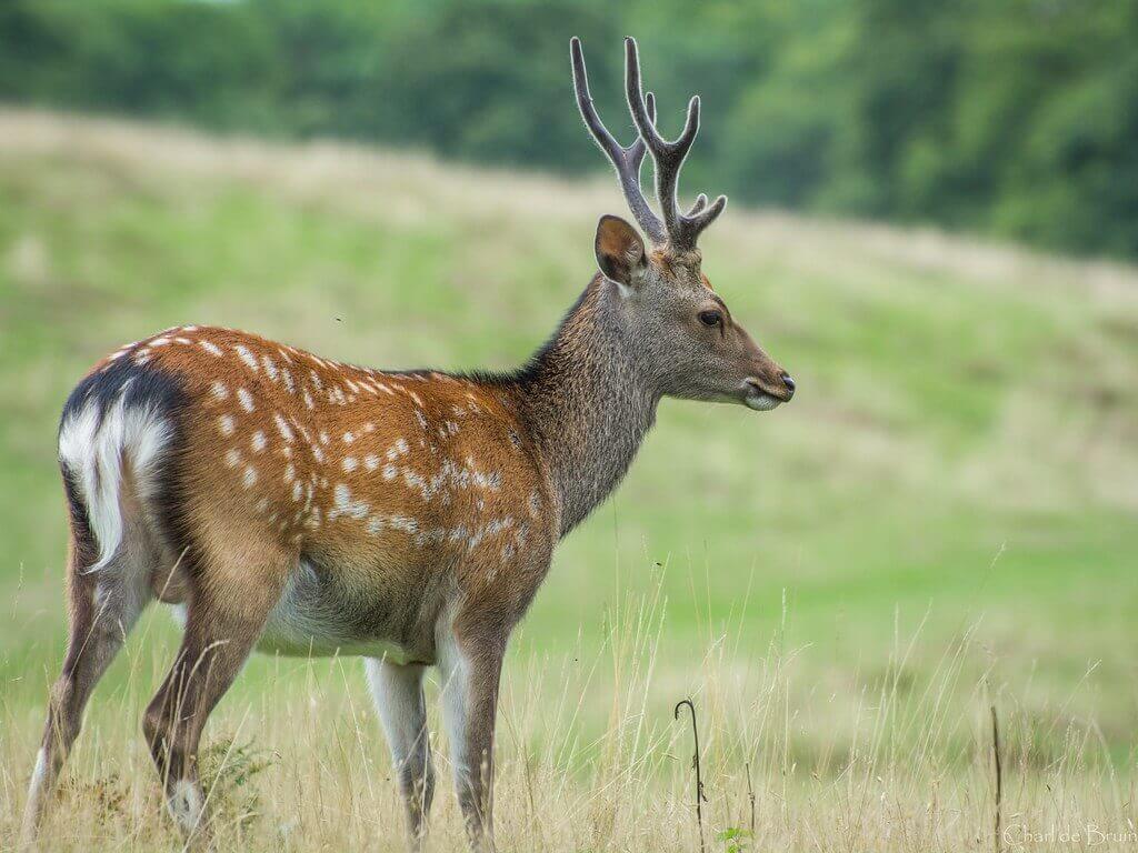 A sika deer