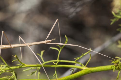 A picture of a stick insect.