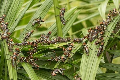 A swarm of locusts.