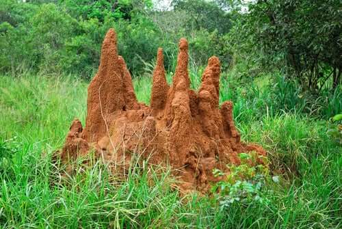 A termite hill.