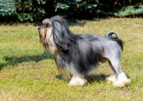 The appearance of the Löwchen dog breed.