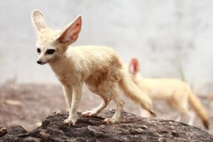 The Fennec Fox: Native to the Sahara Desert
