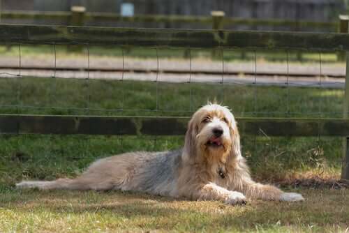 All About the Otterhound Dog Breed