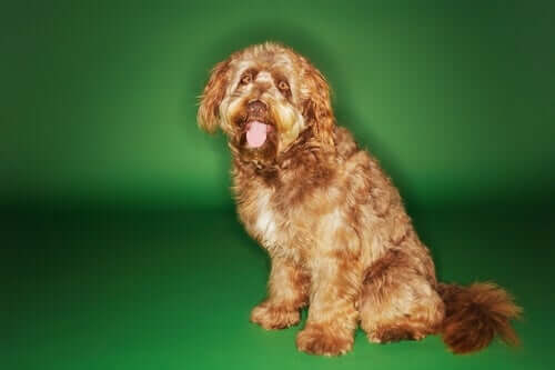 The physical appearance of the Otterhound.