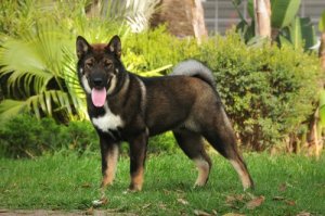The Shikoku: A Brave and Fun Dog Breed