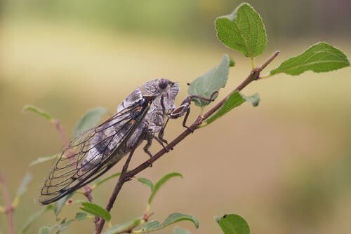 A cicada on a twig.