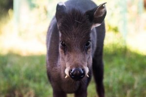Elaphodus Cephalophus: Discover the Tufted Deer