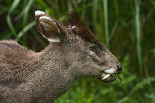 The profile of a tufted deer.