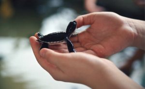 Rescued Animal Imprinting: Chances of Survival