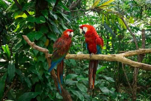 A pair of macaws.
