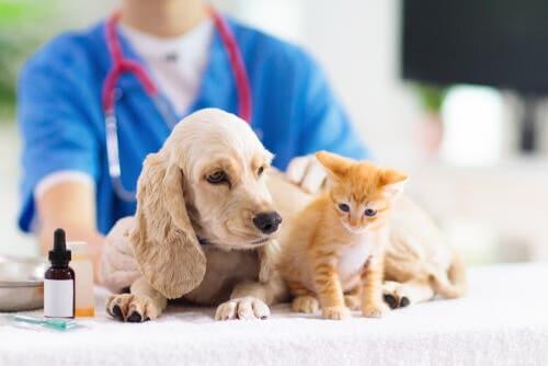 A veterinarian treating animals.
